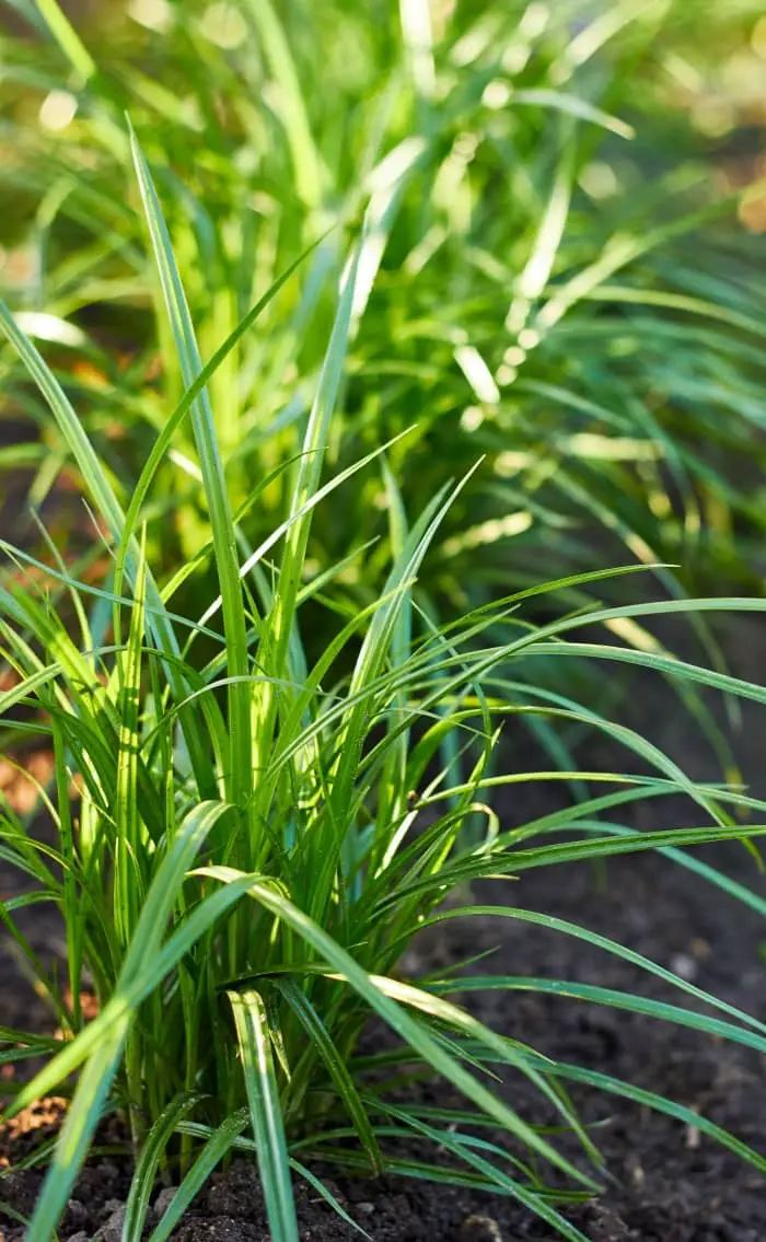 Nutsedge growing outdoors