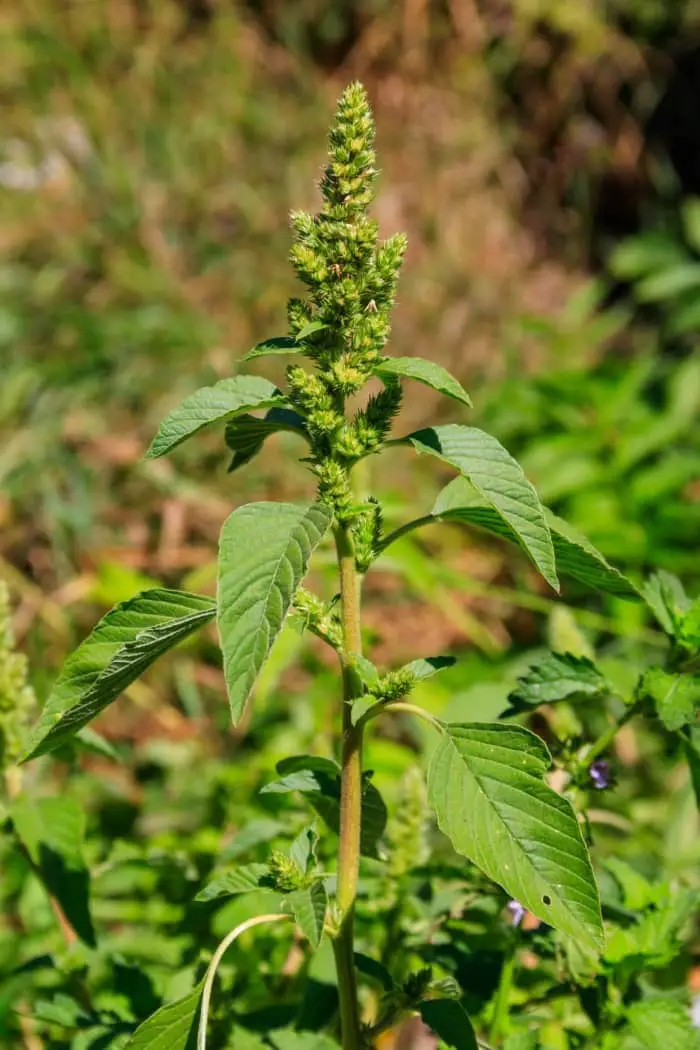 Redroot pigweed