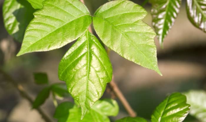 Poison ivy leaves