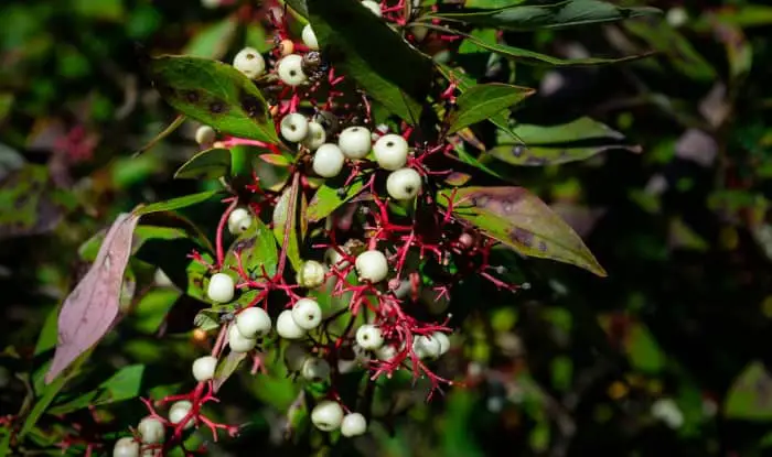 Poison sumac berries
