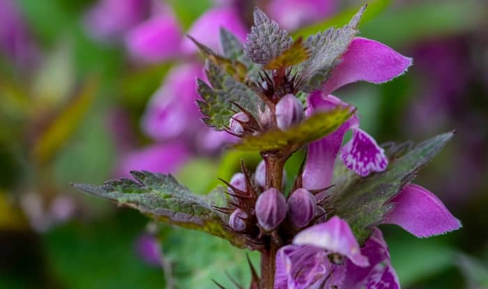 Purple deadnettle flowers and leaves