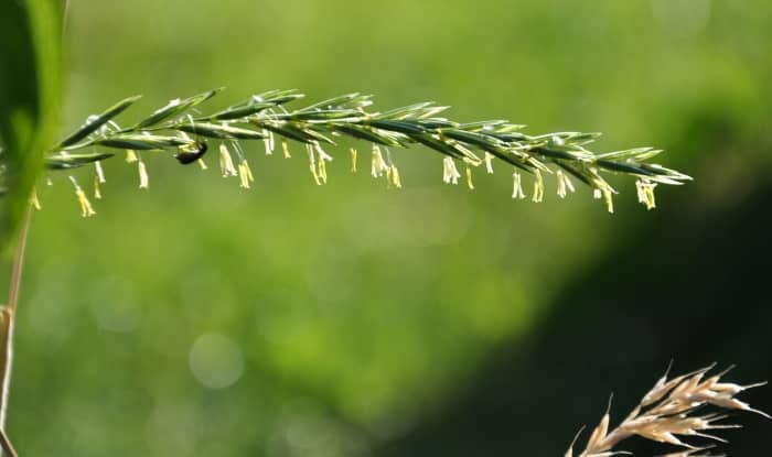 Quackgrass flowering