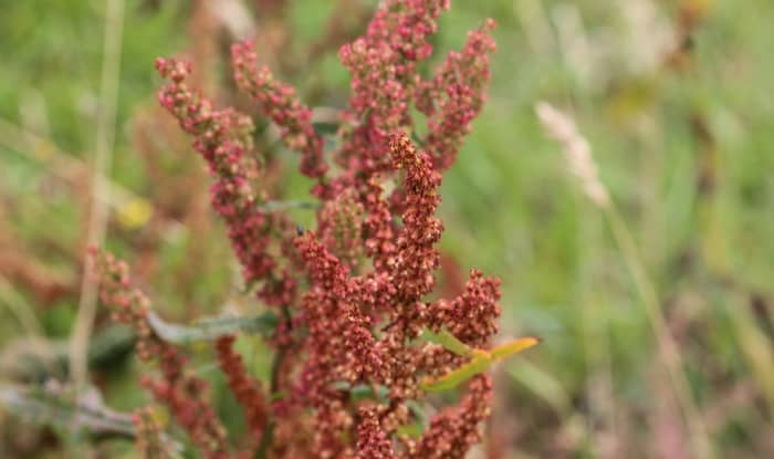 Red sorrel flowers on red stems