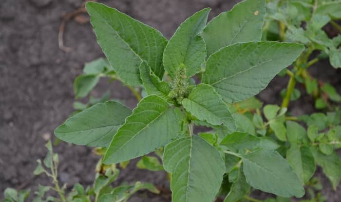 Redroot pigweed