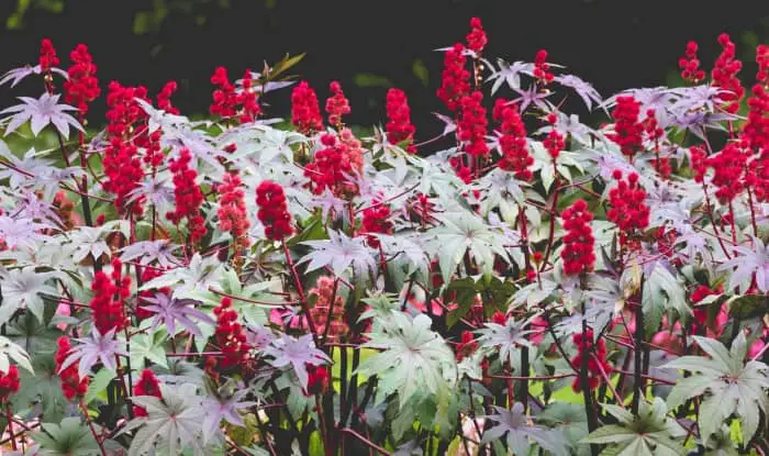 Ricinus communis