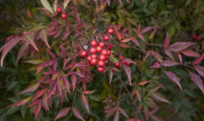 Sacred Bamboo berries