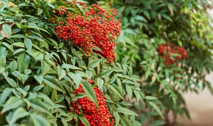 Sacred bamboo shrub