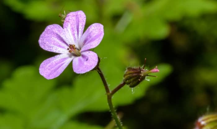 Shiny geranium