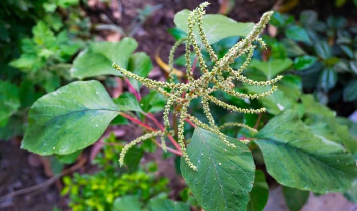 Spiny amaranth