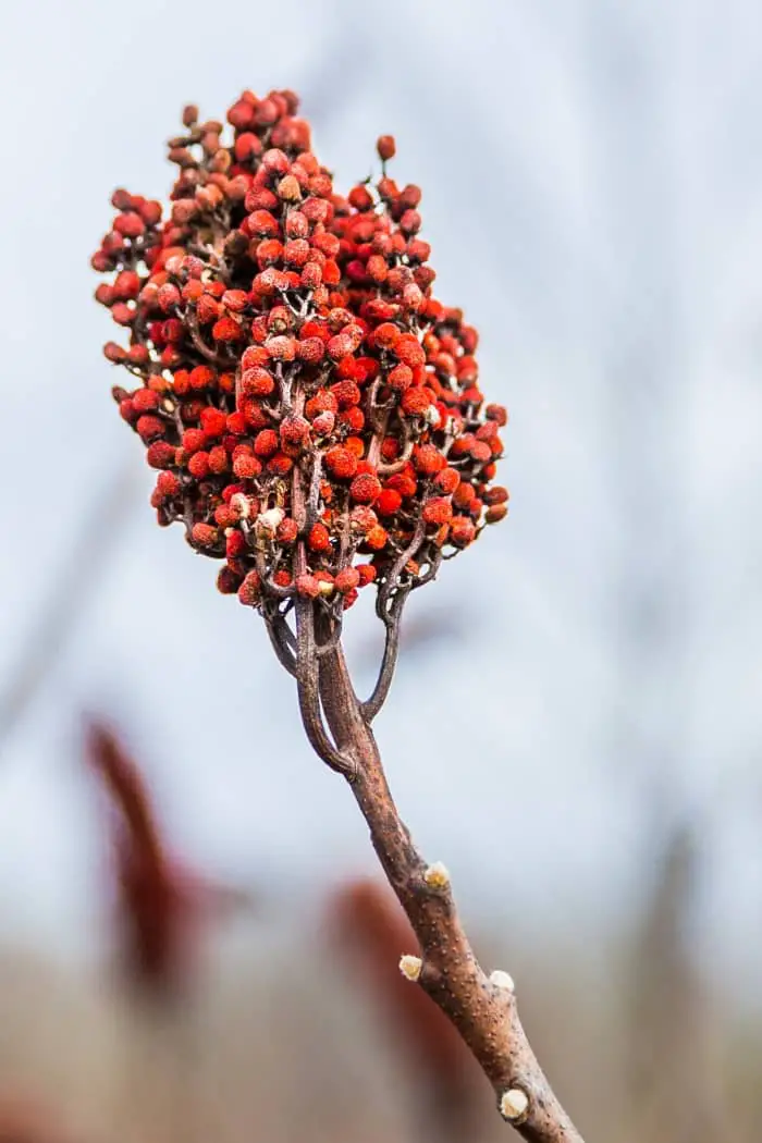 Staghorn sumac in winter