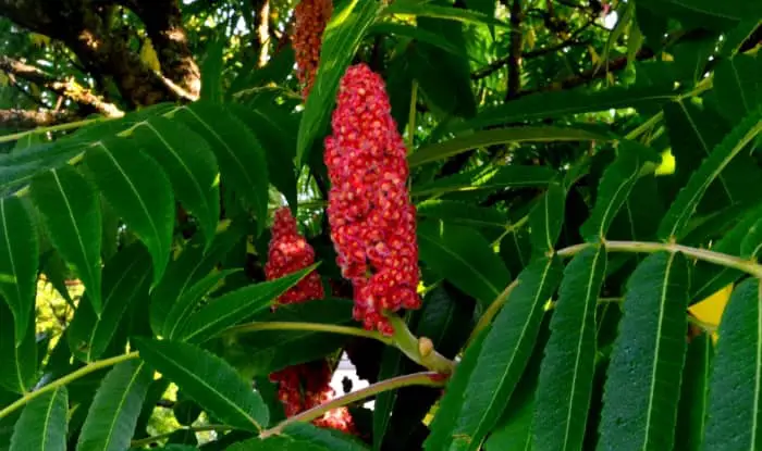 Staghorn sumac with berries