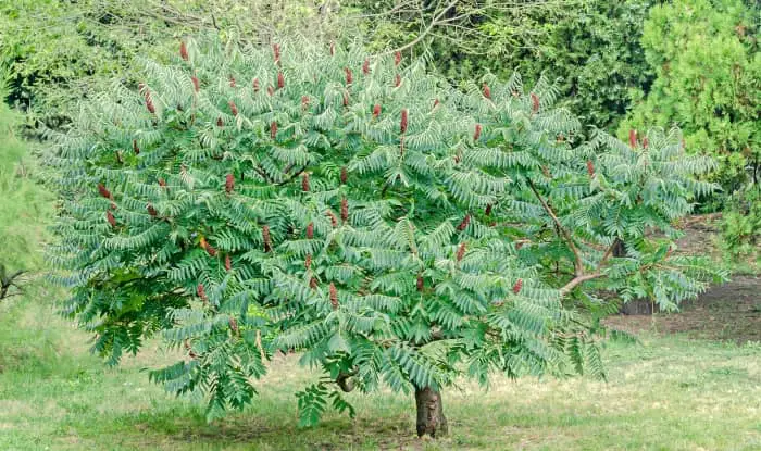 Staghorn sumac