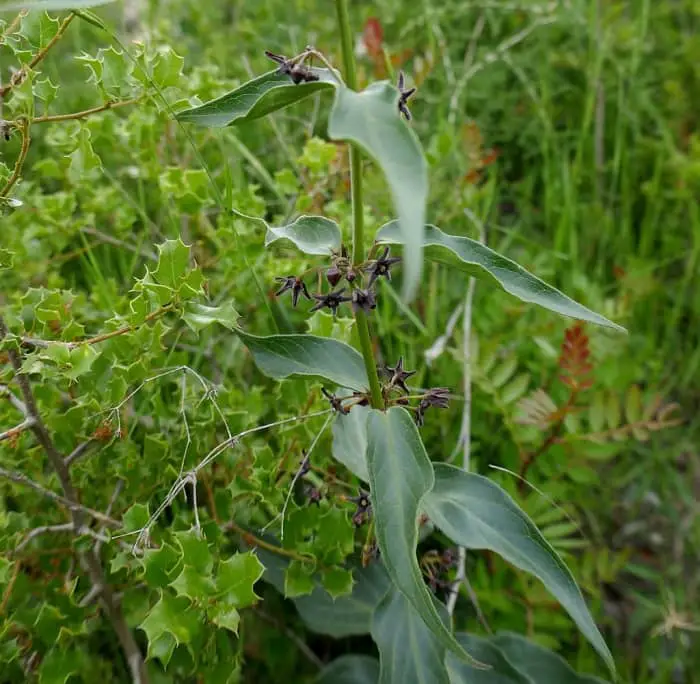 Black swallow wort