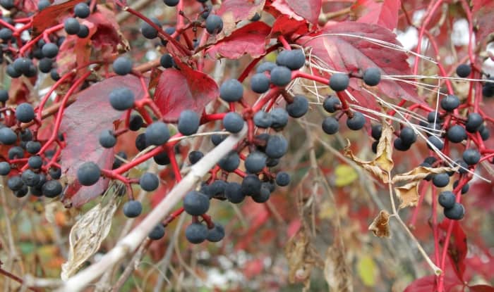 Virginia creeper with berries on red stems