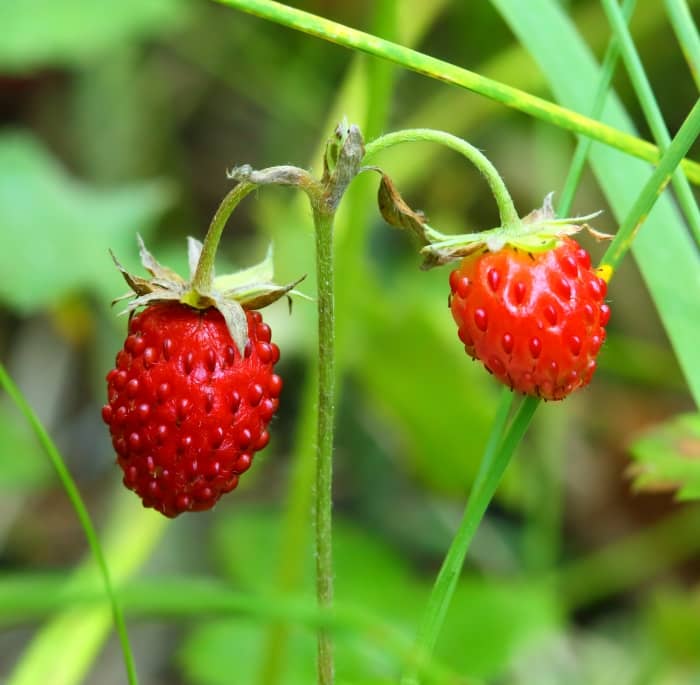 Wild strawberries