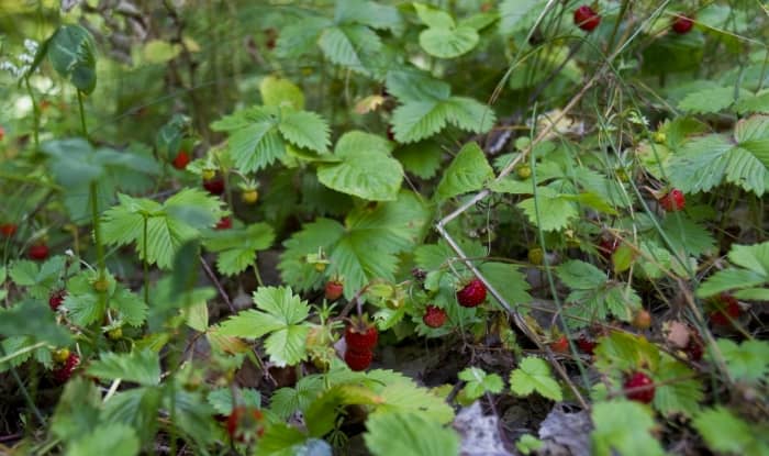 Wild strawberry growing in forest