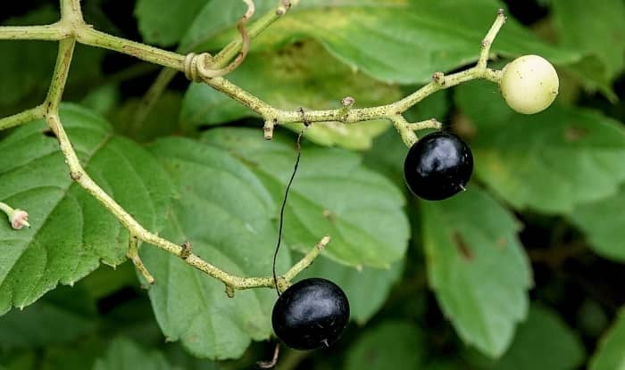 Cayratia japonica fruit