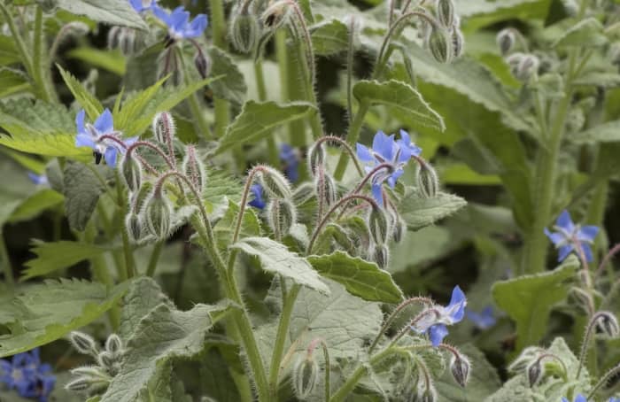 Borage green leaves