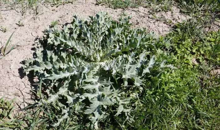 Bull Thistle leaves