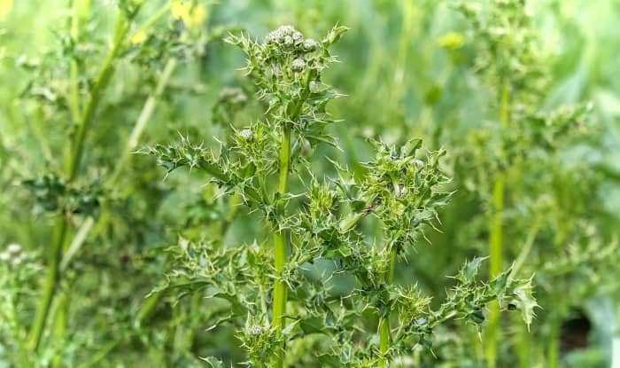 Canadian Thistle Leaves