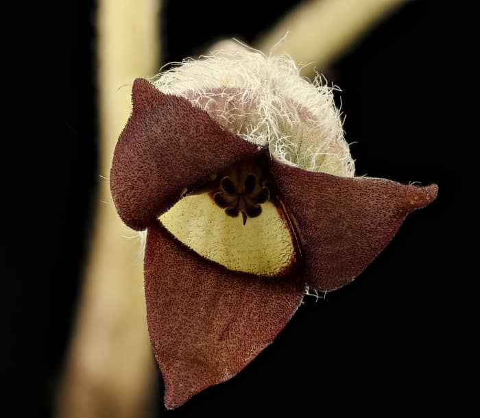 Canadian Wild Ginger Flower