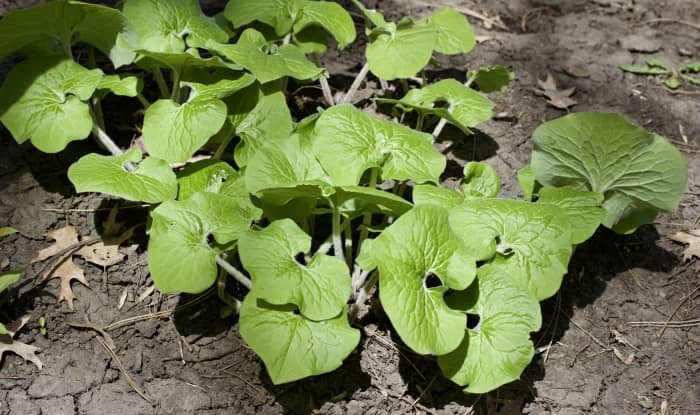 Canadian wild ginger leaves