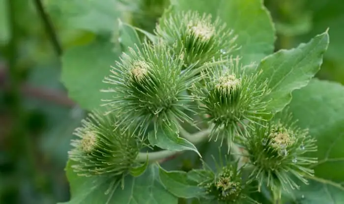 Common Burdock flowers and leaves