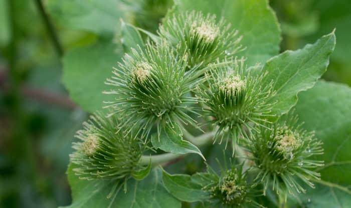 Common Burdock flowers and leaves