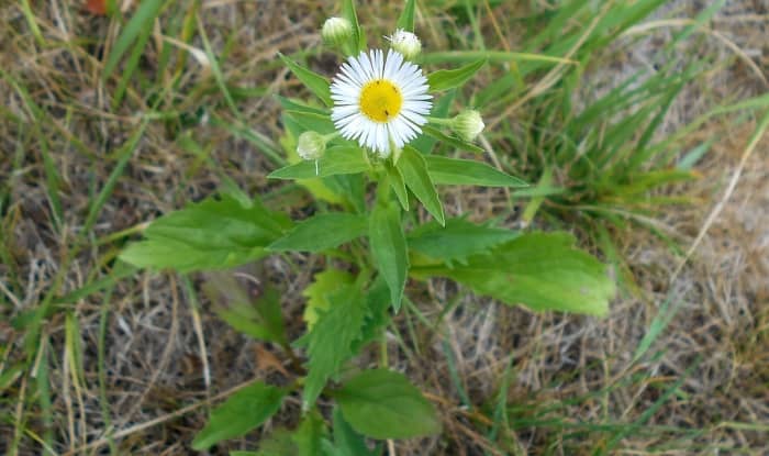 Daisy Fleabane