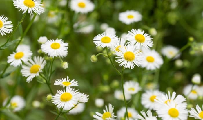 Daisy fleabane