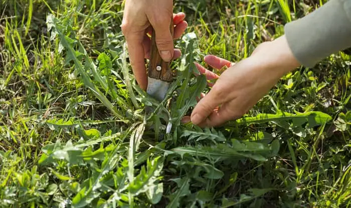 Dandelion leaves