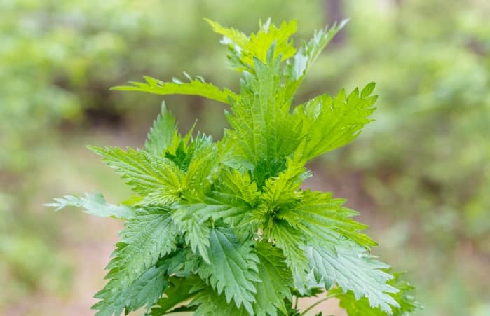 Fresh green nettles