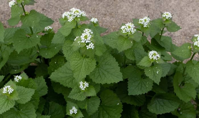 Garlic mustard leaves and flowers