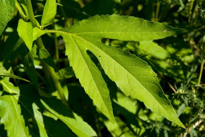 Giant Ragweed Leaves