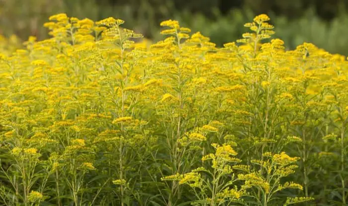 goldenrod flowers