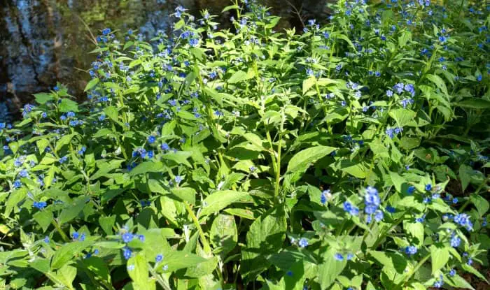 Green alkanet plants