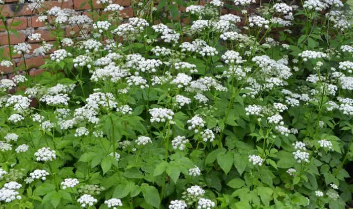 Ground elder in flower