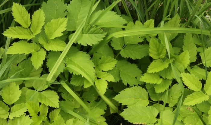 Ground elder leaves