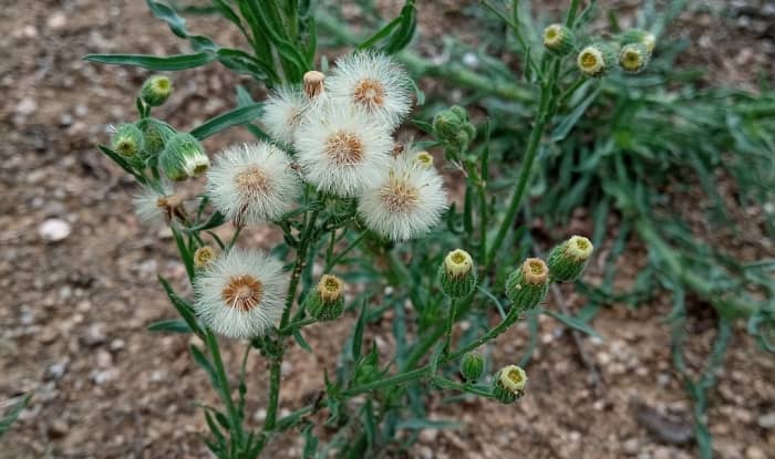 Hairy Fleabane