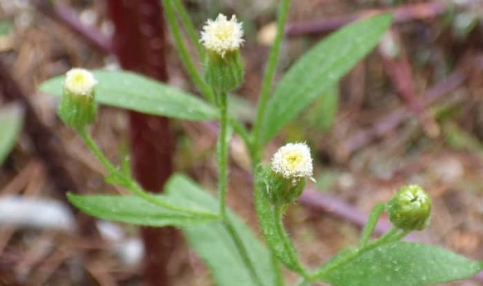 Hairy fleabane 