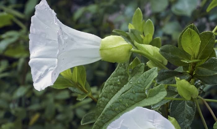 Hedge bindweed flower