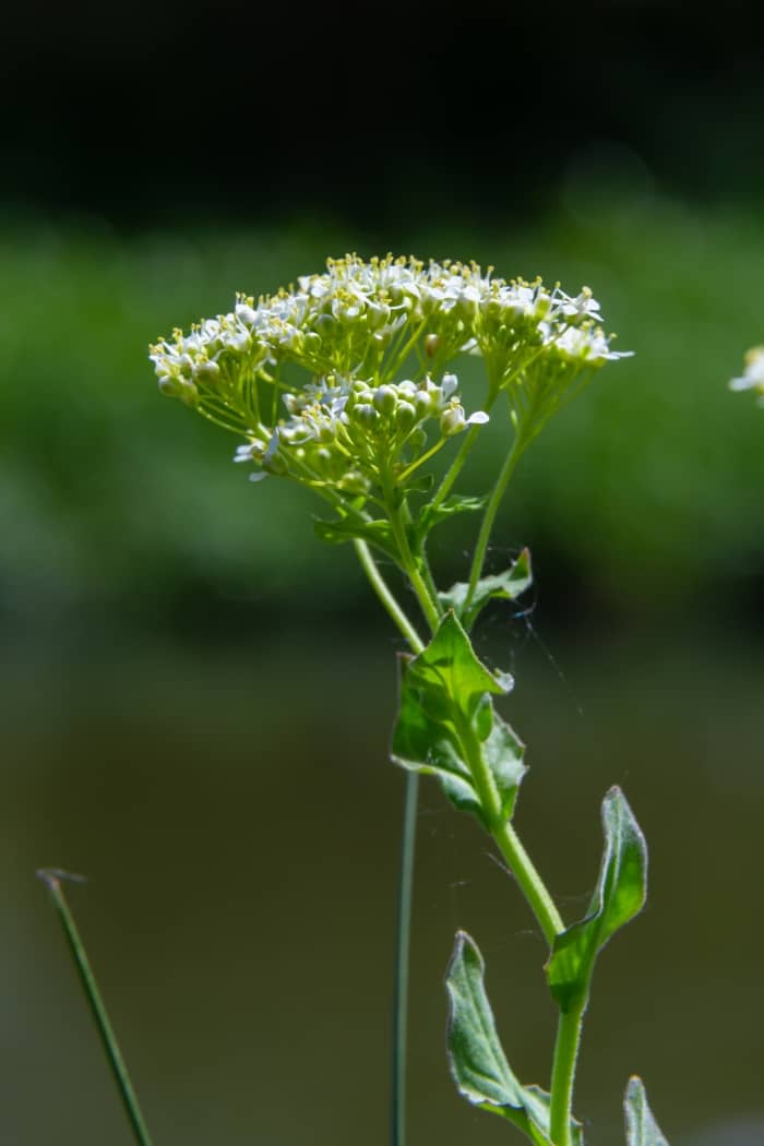 Hoary Cress plant