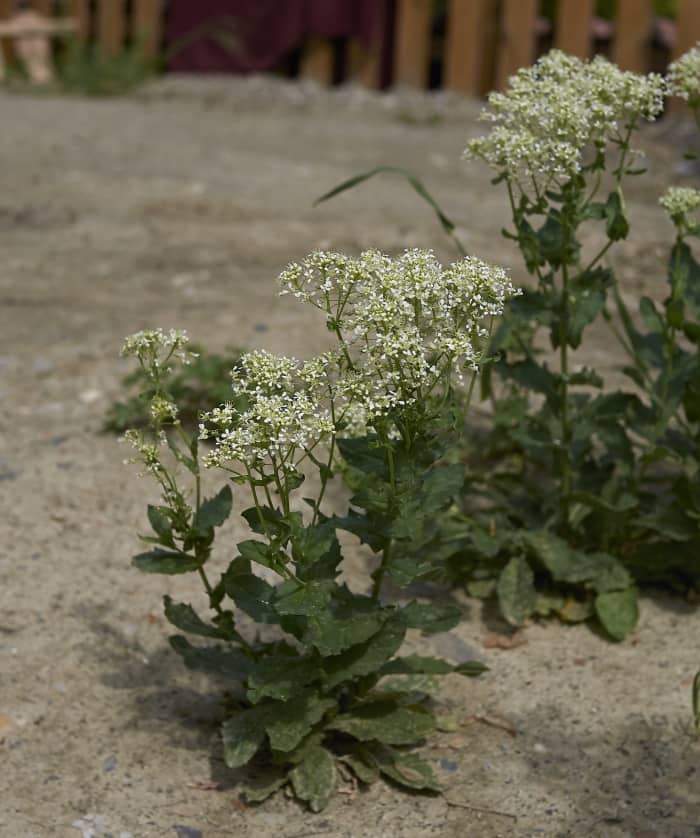 Hoary Cress