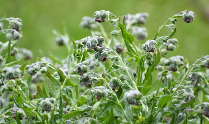 Houndstongue blooms