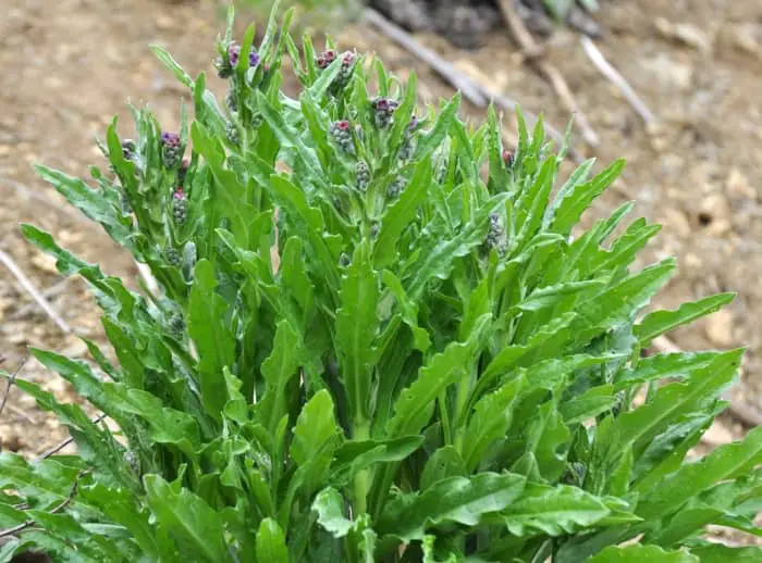 Houndstongue leaves