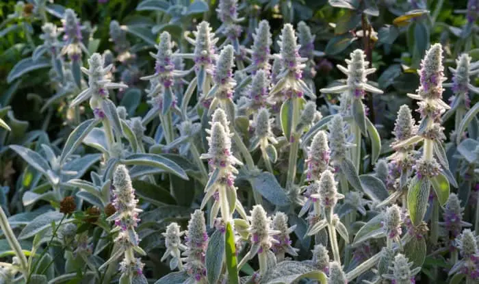 Lamb's ear flowering