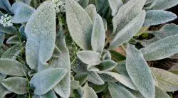 11 Weeds With Fuzzy Leaves