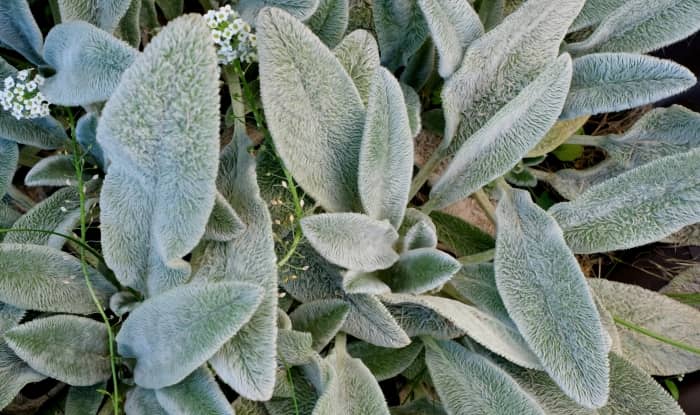 Lamb's ear leaves