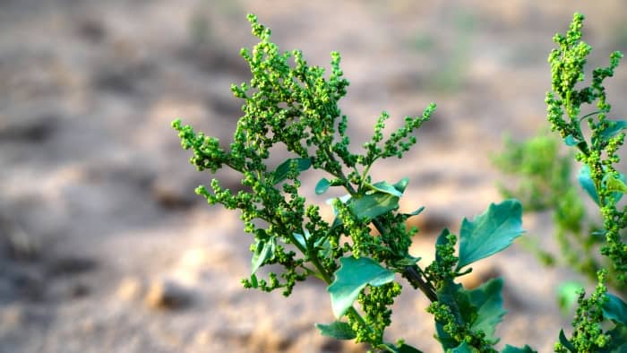 Lambsquarters flowering