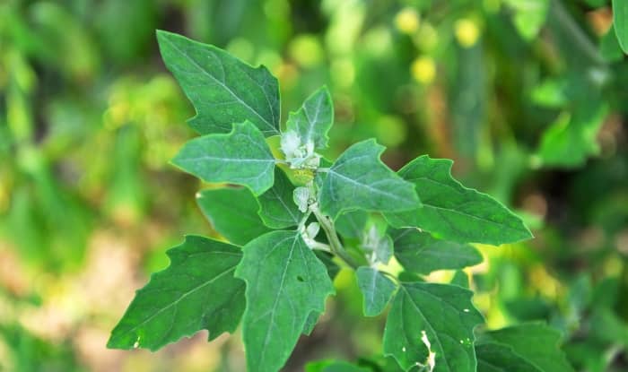 lambsquarters leaves